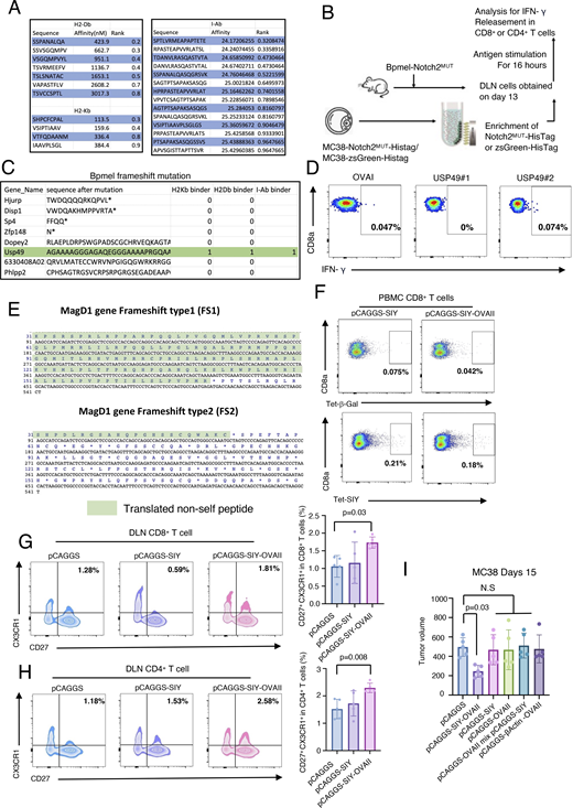 CTA regulates antitumor immunity through phenotypic changes in T cells. (A) Predicted affinity of Notch2MUT-derived potent epitopes for H2-Kb and H2-Db (left) and for I-Ab (right). The NetMHCpan algorithm and the HMM-based binding predictor hmMHC were used for analysis. (B) The experimental procedure for ex vivo antigen stimulation. 13 days after Bpmel-Notch2MUT injection, DLN cells were stimulated with zsGreen-HisTag or Notch2MUT-HisTag protein that was purified from MC38 cells overexpressing zsGreen-HisTag or Notch2MUT-HisTag. (C) All frameshift mutations in Bpmel cells were identified using WES. Sequencing results are listed in Table S5. (D) DLNs were isolated from Bpmel tumor–bearing mice on day 13. Cells were stimulated for 6 h with the two predicted MHC I epitopes of USP49, and IFN-γ release was detected (right panels). (E) Translated non-self peptide after frameshift 1 knock-in or frameshift 2 knock-in on MagD1 gene locus. (F) SIY-specific CD8+ T cells were detected using the SIY tetramer 1 wk after electrotransfection; the β-galactosidase tetramer was used as a negative control. (G and H) FCM analysis of CX3CR1 and CD27 expression in CD8+ or CD4+ T cells in DLNs of MC38 tumor-bearing mice 15 days after tumor inoculation (n = 5 per group). (I) Tumor volumes in MC38-bearing mice electrotransfected with Bpmel-β-actin-OVAII, pCAGGS-SIY, pCAGGS-OVAII, or a mixture of pCAGGS-SIY and pCAGGS-OVAII, or pCAGGS-SIY-OVAII. Statistical analysis was performed using one-way ANOVA followed by Dunnett’s multiple comparison. All data, except for WES data, are representative of triplicate experiments.
