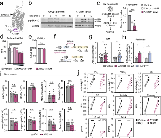 Characterization of ATI2341 in vitro and in vivo. (a) 3D structure of the CXCR4 agonist pepducin ATI-2341 coupled to CXCR4. (b) p-pERK1/2 protein levels in WT BM neutrophils after stimulation with CXCR4 agonists. Blots are representative of n = 3 (CXCL12) and 2 (ATI2341) experiments. (c) Inhibition of CXCR2 signaling through CXCL12/CXCR4. WT neutrophils were preincubated with CXCR4 agonists and then allowed to migrate toward a CXCL1 gradient. The number of migrated cells was evaluated by flow cytometry; n = 3–6 mice per group. (d) Surface expression of CXCR4 in WT neutrophils after stimulation with CXCL12 or dose-dependent concentrations of ATI2341 (0.03, 0.3, 3, and 30 µM); n = 3 mice per group. (e) Viability of migrated neutrophils evaluated by flow cytometry from mice in c. (f) Experimental scheme to analyze neutrophil recruitment by IVM during TNF-α–induced inflammation. (g) Adhesion of neutrophils on cremasteric venules after treatment with TNF-α (inflammation) in vehicle- and ATI2341-treated neutrophils (left) and WT and Cxcr4+/1013 (WHIM) neutrophils (right, from transplant chimeras of WT and Cxcr4+/1013 mutant cells); n = 3–4 mice per group, normalized to vehicle or % of blood neutrophils in chimeric mice. (h) Infiltration efficiency of vehicle- and ATI2341-treated neutrophils (left) and WT and Cxcr4+/1013 (WHIM) neutrophils into the inflamed peritoneum after zymosan injection; n = 3–4 mice per group. (i) Peripheral blood counts in vehicle- and ATI2341-treated mice at ZT5; n = 7–8 mice per group. (j) O2 consumption (VO2), CO2 production (VCO2), energy expenditure (EE), respiratory quotient (RQ), general locomotor activity (activity), vertical activity (rearing), food intake (food), and drink intake (drink) of vehicle- and ATI2341-treated mice housed in metabolic cages for 3 days with food and water available ad libitum; n = 3–4 mice per group. AUs: arbitrary units. Data in c, e, and i are pooled from two experiments. Data in d, g, and h; right (Cxcr4+/1013) are from single experiments. Data in g and h; left (ATI) and j are representative of two experiments. Data are shown as the mean ± SEM. *P < 0.05; **P < 0.01; ***P < 0.001; ns, not significant, as determined by one-way ANOVA (c–e), unpaired t test (i, g, and h; left), paired t test (g and h; right), and two-way ANOVA (j). IVM, intravital microscopy. Source data are available for this figure: SourceData F3. Refer to the image caption for details.