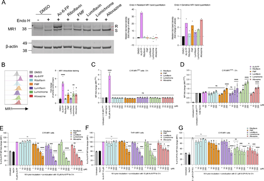 RF catabolites induce retention of MR1*01 in the ER, but not MR1K43A. (A) Analysis of Endo H–treated (+) or untreated (−) MR1 by western blotting with anti-MR1 (8G3) after culturing C1R.MR1 cells with DMSO (vehicle control), Ac-6-FP (10 μM), RF (100 μM), FMF (100 μM), lumiflavin (100 μM), lumichrome (100 μM), or alloxazine (100 μM) for 16 h, at 37°C. S, Endo H–susceptible MR1; R, Endo H–resistant MR1. The bars show the Endo H–susceptible MR1 and Endo H–resistant MR1 fractions quantified in at least two independent experiments. (B) Intracellular total MR1 level was also measured in C1R.MR1 cells by flow cytometry after treating the cells with the indicated ligands (100 µM) for 16 h followed by permeabilization and staining with anti-MR1-PE (8F2.F9). Shown are the overlay histograms (left) and a bar chart depicting the gMFI fold change of intracellular MR1 level (right) from three independent experiments performed in duplicates, with standard error (SEM) represented by the error bars. (C and D) C1R cells expressing (C) MR1R9H mutant or (D) MR1K43A mutant were incubated for the indicated periods with titrated quantities of ligand followed by flow cytometry. (E–G) Competition between RF catabolites and Ac-6-FP in E C1R.MR1 cells and (F) THP-I.MR1 cells, as well as (G) 5-OP-RU in C1R.MR1 cells, was quantified after incubation with the indicated concentrations of RF catabolites for 16 h before the addition of Ac-6-FP/5-OP-RU for further 3 h. Shown in E–G is the average percentage reduction in Ac-6-FP/5-OP-RU–induced MR1 upregulation in three independent experiments performed in duplicates with standard error (SEM) represented by error bars. One-way ANOVA statistical analysis was performed for all samples with Dunnett’s multiple comparisons performed using NaOH, Ac-6-FP, or 5-OP-RU as controls for the comparison (ns: not significant, *P < 0.05, **P < 0.01, ***P < 0.001, ****P < 0.0001). gMFI, geometric mean fluorescence intensity. Source data are available for this figure: SourceData F3. Refer to the image caption for details.