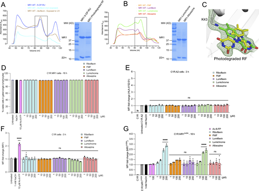 RF catabolites refold with MR1 and modulate cell surface expression. (A and B) Shown is the gel filtration (S200 10/300 GL; GE Healthcare) purification (left) and SDS-PAGE analysis (right) of MR1-β2m binary complexes loaded with (A) 5-OP-RU, non-exposed RF, and photodegraded RF, as well as the RF catabolites (B) FMF, lumichrome, lumiflavin, and alloxazine. Absorption at 280 nm and volume (ml) are shown on the y and x axis, respectively. (C) Crystallographic omit maps of UV-treated RF are presented as a Fobserved – Fcalculated omit map (green mesh) contoured at 2σ showing the position of the RF degradation product(s) within MR1 cleft connected with Lys-43. The superimposed green and yellow sticks represent lumichrome and carboxymethylflavin, respectively, which have been suggested by mass spectrometry to be the main RF photodegradation catabolites in the refold sample. (D) Bar graph shows the frequency of viable cells in single lymphocytes gated for C1R.MR1 cells after 16-h treatment of the indicated ligands. (E–G) C1R cells (E) overexpressing HLA-A*02:01, (F) expressing wild-type level of MR1*01, or (G) overexpressing MR1.K43A mutant were incubated for the indicated periods with titrated quantities of ligand followed by flow cytometry. The C1R and C1R.A2 cells were stained with biotinylated 8F2F9 and W6/32, respectively, followed by PE-labeled streptavidin. Data in D–G are depicted as a fold change from basal surface expression upon incubation with the vehicle (1 mM NaOH). Each column represents the average of at least three independent experiments performed in duplicate with standard error (SEM) represented by error bars. One-way ANOVA statistical analysis was performed for all samples followed by Dunnett’s multiple comparison test using NaOH as a control (ns; not significant, ****P < 0.0001). Source data are available for this figure: SourceData FS1. Refer to the image caption for details.