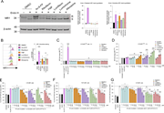 RF catabolites induce retention of MR1*01 in the ER, but not MR1K43A. (A) Analysis of Endo H–treated (+) or untreated (−) MR1 by western blotting with anti-MR1 (8G3) after culturing C1R.MR1 cells with DMSO (vehicle control), Ac-6-FP (10 μM), RF (100 μM), FMF (100 μM), lumiflavin (100 μM), lumichrome (100 μM), or alloxazine (100 μM) for 16 h, at 37°C. S, Endo H–susceptible MR1; R, Endo H–resistant MR1. The bars show the Endo H–susceptible MR1 and Endo H–resistant MR1 fractions quantified in at least two independent experiments. (B) Intracellular total MR1 level was also measured in C1R.MR1 cells by flow cytometry after treating the cells with the indicated ligands (100 µM) for 16 h followed by permeabilization and staining with anti-MR1-PE (8F2.F9). Shown are the overlay histograms (left) and a bar chart depicting the gMFI fold change of intracellular MR1 level (right) from three independent experiments performed in duplicates, with standard error (SEM) represented by the error bars. (C and D) C1R cells expressing (C) MR1R9H mutant or (D) MR1K43A mutant were incubated for the indicated periods with titrated quantities of ligand followed by flow cytometry. (E–G) Competition between RF catabolites and Ac-6-FP in E C1R.MR1 cells and (F) THP-I.MR1 cells, as well as (G) 5-OP-RU in C1R.MR1 cells, was quantified after incubation with the indicated concentrations of RF catabolites for 16 h before the addition of Ac-6-FP/5-OP-RU for further 3 h. Shown in E–G is the average percentage reduction in Ac-6-FP/5-OP-RU–induced MR1 upregulation in three independent experiments performed in duplicates with standard error (SEM) represented by error bars. One-way ANOVA statistical analysis was performed for all samples with Dunnett’s multiple comparisons performed using NaOH, Ac-6-FP, or 5-OP-RU as controls for the comparison (ns: not significant, *P < 0.05, **P < 0.01, ***P < 0.001, ****P < 0.0001). gMFI, geometric mean fluorescence intensity. Source data are available for this figure: SourceData F3.