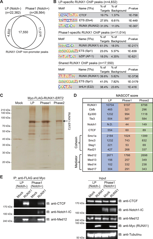 CTCF motif is highly enriched in LP-specific RUNX1-binding regions and LP-specific interaction of RUNX1 with CTCF. (A) ChIP-seq analysis of RUNX1 was performed using Cas9-LPs with or without Notch stimulation. The Venn diagram shows the numbers of reproducible RUNX1 nonpromoter ChIP peaks in LPs (Notch-) and Notch-stimulated LPs for 2 days (Phase 1; Notch+). (B) Top three enriched sequence motifs among the 4,832 LP-specific, the 11,014 Phase 1–specific, and 17,550 shared reproducible RUNX1 peaks between LP and Phase 1 are shown. Data are based on ChIP-seq peaks scored as reproducible in two replicate samples. (C) Myc- and FLAG-tagged RUNX1-ERT2 vectors were retrovirally transduced into Cas9-LPs. Total extracts from Myc-FLAG-RUNX1-ERT2–expressing LPs treated with tamoxifen for 6 h were subjected to two-step affinity purification followed by SDS-PAGE and silver staining. All of the visible bands were analyzed using mass spectrometry analysis. Phase 1 and Phase 2 cells were stimulated with Notch ligand on OP9-DLL4 for 2 and 10 days, respectively. (D) Representative RUNX1-binding molecules in LP, Phase 1, and Phase 2 cells are shown with Mascot scores. The full list of RUNX1-binding molecules is provided in Table S1. (E) Total extracts from Mock- or Myc-FLAG-RUNX1-ERT2–transduced and tamoxifen-treated LPs, with or without Notch stimulation, were subjected to IP with anti-FLAG and anti-Myc mAbs followed by immunoblotting with anti-CTCF, anti-Notch1-IC, or anti-Med12 antibodies (left panels). Nuclear lysates (input) were also immunoblotted with anti-CTCF, anti-Notch1-IC, anti-Med12, and anti-Myc (RUNX1) antibodies, whereas cytoplasmic lysates (input) were immunoblotted with anti-tubulin-α mAb (right panels). Data are representative of three independent experiments. IP, immunoprecipitation. Source data are available for this figure: SourceData F2.