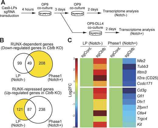 RUNX represses T-signature genes in LPs and activates them in Phase 1. (A) Schematic representation of the transcriptome analysis experiment. Retroviral vectors encoding sgRNAs targeting luciferase (sgControl) or Cbfb (sgCbfb) were introduced into Cas9-LPs. 5 days after sgRNA introduction, hNGFR+ CD45+ LP cells were sorted and subjected to QuantSeq 3′ mRNA sequencing. (B) Venn diagrams show the numbers of RUNX-dependent and RUNX-repressed DEGs in LPs (Notch-) and Notch-stimulated LPs for 2 days (Phase 1; Notch+). (The full list of the DEGs is provided in Table S2.) (C) Heatmaps show the expression changes of representative Notch-activated T-signature genes (Romero-Wolf et al., 2020) associated with T cell development following Cbfb deletion. Data are based on the average of three biological replicates.
