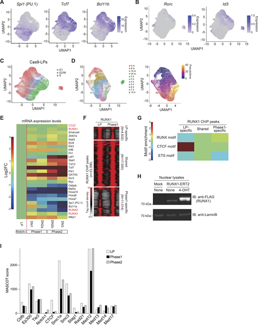 Validation of T cell development in Cas9-LPs at the single-cell level. (A) UMAP1-2 visualization of scRNA-seq data from Cas9-LP with or without Notch stimulation (Fig. 1 A, left). The color intensity represents the expression levels of Spi1, Tcf7, and Bcl11b, which indicate the progression of T cell development. (B) UMAP1-2 visualization of scRNA-seq data from Cas9-LP with or without Notch stimulation (Fig. 1 A, left). The color intensity indicates the expression levels of Rorc and Id3, which are informative for identifying Phase 3 cells. (C) UMAP visualization of scRNA-seq data for Cas9-LP with or without Notch stimulation (related to Fig. 1 A, left). The cells are colored according to the cell cycle stages. (D) UMAP visualization of scRNA-seq data for Cas9-LPs with and without Notch stimulation. Clustering was performed using a nonlinear representation of the top 50 principal components, excluding PC2, which contained many cell cycle–related genes. The cells are colored according to the time after Notch stimulation (left) or the pseudo-time scores (right). (E) Heatmap showing changes in the expression of TFs in Fig. 1 D across different developmental stages of DN cells. (F) Tag count distributions for RUNX1 ChIP signals are shown as peak-centered heatmaps. Each lane represents the merged tag directories from two biological replicates. (G) Heatmap showing changes in the motif enrichment of stage-specific RUNX1-binding genomic regions in Fig. 2, A and B. (H) Myc- and FLAG-tagged RUNX1-ERT2 were retrovirally transduced into Cas9-LPs, and cells were treated with tamoxifen for 6 h. Nuclear lysates from Mock- or Myc-FLAG-RUNX1-ERT2–expressing LPs, with or without tamoxifen treatment, were subjected to immunoblotting with anti-FLAG and anti-lamin B antibodies. Two independent experiments were performed with similar results. (I) Mascot scores of representative RUNX1-binding molecules in LP, Phase 1, and Phase 2 cells (Fig. 2 D) are shown. Source data are available for this figure: SourceData FS2.