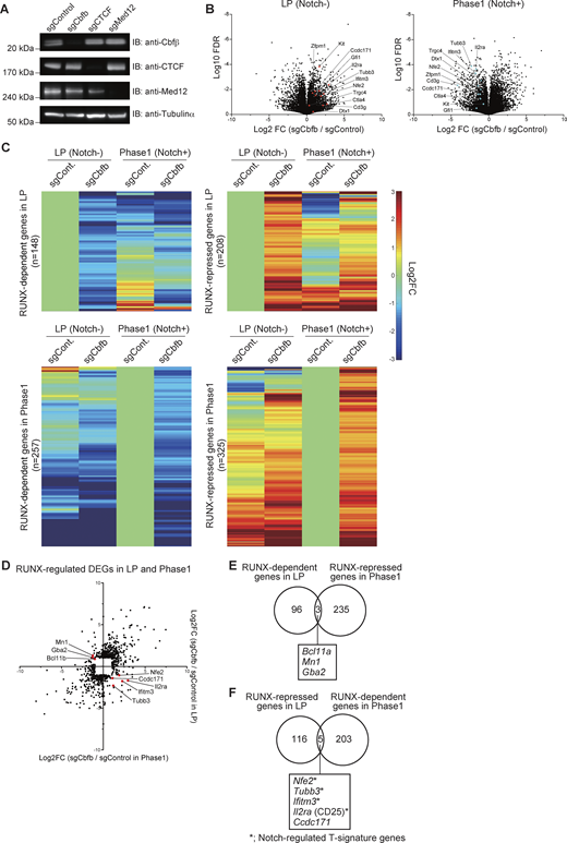 Validation of RUNX1, CTCF, and Med12 depletion and identification of RUNX1-regulated genes in LP and Phase 1 cells. (A) sgRNAs against Cbfb, Ctcf, or Med12 were introduced into Cas9-LPs. 3 days after sgRNA transduction, nuclear lysates from retrovirus-infected hNGFR+ cells were subjected to immunoblotting for Cbfβ, CTCF, and Med12 antibodies, while cytoplasmic lysates were subjected to immunoblotting with anti-tubulin-α mAb. (B) Volcano plots showing changes of transcriptome profiles between control and Cbfb-deficient LP (left) and Phase 1 cells (right). (C) Heatmap showing changes in the expression of RUNX-dependent and RUNX-repressed genes in LP and Phase 1 following Cbfb deletion. (D) Dot plot showing expression changes of RUNX-regulated DEGs (Fig. 3 B) in LP and Phase 1 cells following the disruption of Cbfb. (E) Venn diagrams showing the number of RUNX-dependent genes in LP and RUNX-repressed genes in Phase 1 (Fig. 3 B). Names of the three overlapping genes are shown. (F) Venn diagrams showing the number of RUNX-repressed genes in LP and RUNX-dependent genes in Phase 1 (Fig. 3 B, yellow areas). Names of the five overlapping genes are shown. Two independent experiments were performed with similar results (A). Data are presented as the average of three biological replicates (B–F). Source data are available for this figure: SourceData FS3.