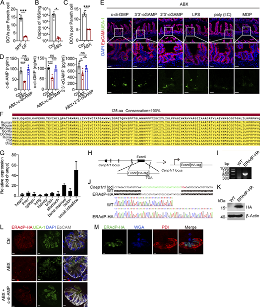 c-di-AMP stimulation invivo and expression of Cnep1r1. (A) Quantification of DCV numbers per Paneth cell of SPF and GF mice (n = 6 mice for each group). (B) Intestinal lumen bacterial load analysis, quantified by qPCR of 16S rRNA gene copy number in distal ileums of control (Ctrl) and ABX mice for assessment of commensal bacteria clearance (n = 6 mice for each group). (C) Quantification of DCV numbers per Paneth cell of Ctrl and ABX mice (n = 6 mice for each group). (D) Small intestinal concentration of c-di-AMP, c-di-GMP, and cGAMP from Ctrl, ABX mock, and ABX with these ligands treatment mice was measured by ELISA (n = 6 mice for each group). (E) Immunofluorescence staining of ileums from ABX mice treated through intragastric gavage with c-di-AMP disodium, c-di-GMP disodium, 3′3′-cGAMP disodium, 2′3′-cGAMP disodium, LPS, poly (I:C) sodium, and MDP (25 mg/kg for mouse mouse) twice, with treatments 12 h apart. Green: UEA-1, blue: DAPI, and red: EpCAM. Scale bar: 20 μm. (F) Conservation analysis of ERAdP in indicated vertebrate animals. (G) Relative Cnep1r1 expression levels of indicated tissues were detected by qRT-PCR. Fold changes were normalized to endogenous 18S (n = 3 mice for each group). (H) Construction diagram of ERAdP-HA tag mouse. (I) DNA electrophoresis for ERAdP-HA tag knock-in validation. (J) DNA sequencing for ERAdP-HA tag knock-in validation. (K) Western blot for ERAdP-HA tag knock-in validation. β-Actin was used as a loading control. (L) Immunofluorescence staining of ileal crypts from mice of control, ABX mock treated, or treated through intragastric gavage with c-di-AMP (25 mg/kg for mouse mouse) twice, with treatments 12 h apart. Red: ERAdP-HA, green: UEA-1, blue: DAPI, and gray: EpCAM. Scale bar: 5 μm. (M) Immunofluorescence staining of ileal crypts from WT mice. Green: ERAdP-HA, blue: WGA, and red: PDI. Scale bar: 5 μm. Data in A–D are shown as means ± SEM; significance was determined by unpaired two-tailed Student’s t test (*P < 0.05; ***P < 0.001; ns, not significant). Data in A–E, G, and I–M are representative of at least three independent experiments. Source data are available for this figure: SourceData FS1.
