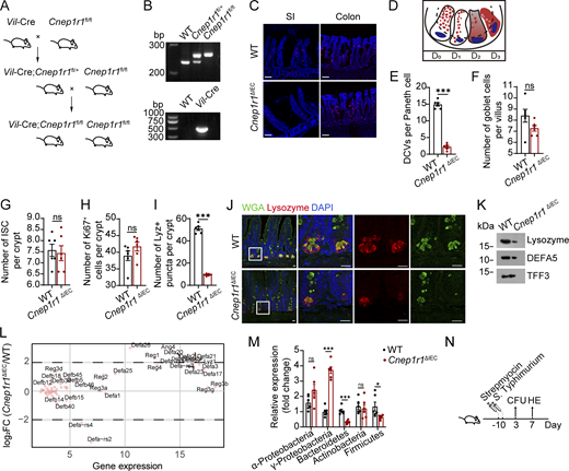 ERAdP conditional KO mice exhibits loss of DCVs and impaired antibacterial ability. (A) Cross strategy of Vil-Cre and Cnep1r1fl/fl mice. (B) DNA electrophoresis for loxP and Vil-Cre knock-in validation. (C)Cnep1r1 FISH of SI and colon of WT and Cnep1r1ΔIEC mice. Red: Cnep1r1 probes; blue: DAPI. Scale bar: 70 μm. (D) Diagram of four patterns of Paneth cells normal (D0), disordered (D1), depleted (D2), and diffuse (D3). (E–I) Quantification of DCV numbers per Paneth cell (E), goblet cells per villus (F), ISC per crypt (G), Ki67+ cells per crypt (H), and Lyz+ puncta per crypt (I) of WT and Cnep1r1ΔIEC mice (n = 6 mice for each group). (J) Immunofluorescence staining of ileums from littermate WT and Cnep1r1ΔIEC mice. Red: lysozyme, green: WGA, and blue: DAPI. Scale bar: 20 μm. (K) Western blot for lysozyme and DEFA5 of ileal intestinal mucus layer. The intestinal contents from a 5-cm ileal segment were flushed with GuHCl and scraped using glass slides, followed by supernatant collection for western blot analysis. TFF3 secreted by goblet cells was used as a loading control. (L) AMP expression analysis with RNAseq of Cnep1r1ΔIEC versus WT mice. (M) qPCR detection of ileal luminal commensal bacteria classified by phylum (n = 6 mice for each group). (N) Schematic diagram of S. Typhimurium stimulation and detection. Data in E–I and M are shown as means ± SEM; significance was determined by unpaired two-tailed Student’s t test (*P < 0.05; ***P < 0.001; ns, not significant). Data in B, C, and E–M are representative of at least three independent experiments. Source data are available for this figure: SourceData FS2.