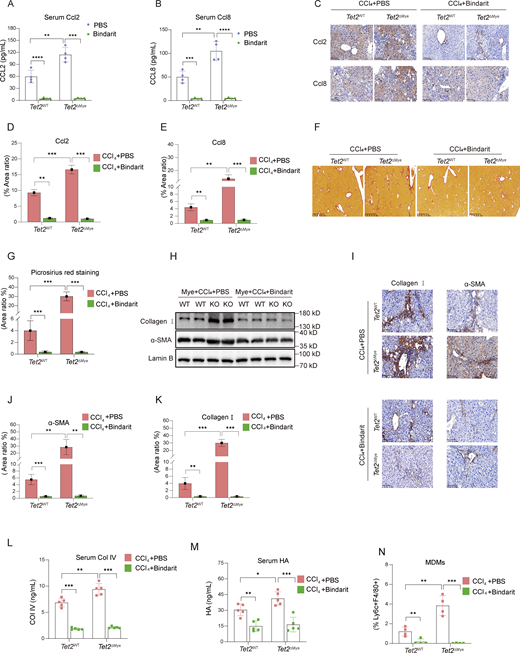 Inhibition of Ccl2 and Ccl8 depletes MDMs and alleviates liver fibrosis in Tet2ΔMye-CCl4mice. (A and B) Effect of Bindarit inhibition on serum Ccl2 (A) and Ccl8 (B) levels in Tet2WT-CCl4 and Tet2ΔMye-CCl4 littermates (n = 4 for each group). (C–E) IHC staining (C) and statistical analysis of Ccl2 (D) and Ccl8 (E) expression after Bindarit treatment in livers of Tet2WT-CCl4 and Tet2ΔMye-CCl4 littermates (n = 4 for each group). Scale bar, 100 μm. (F and G) Picrosirius red staining (F) and statistical analysis (G) of collagen deposition in livers of Tet2WT-CCl4 and Tet2ΔMye-CCl4 littermates (n = 4 for each group). Scale bar, 100 μm. (H–K) Effect of Bindarit on α-SMA and collagen I expression evaluated by western blot (H) and IHC staining (I, J, and K) (scale bar, 100 μm) in livers of Tet2WT-CCl4 and Tet2ΔMye-CCl4 littermates (n = 4 for each group). (L and M) Changes in serum Col IV (M) and HA (N) in Tet2WT-CCl4 and Tet2ΔMye-CCl4 littermates after PBS or Bindarit treatment (n = 5 for each group). (N) Changes in intrahepatic MDMs frequency after Bindarit treatment in Tet2WT-CCl4 and Tet2ΔMye-CCl4 littermates. Data are representative of at least two independent experiments with similar results (A–L). All data are shown as mean ± SD and were analyzed by two-way ANOVA with Sidak’s multiple comparison test (A, B, D, E, G, and J–N). ****P < 0.0001; ***P < 0.001; **P < 0.01; *P < 0.05; P > 0.05 not significant (ns). Source data are available for this figure: SourceData F5.