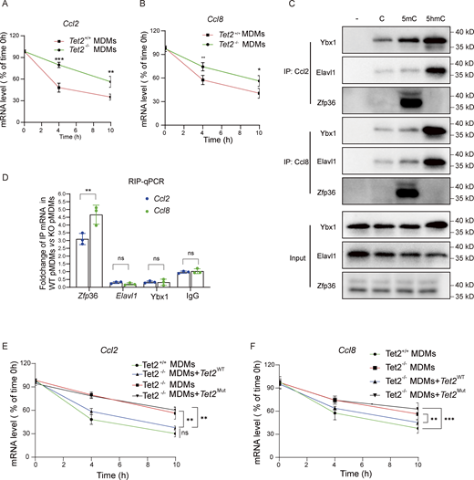 Tet2 deficiency enhances Ccl2 and Ccl8 mRNA stability by modifying 5hmC-dependent RNA–protein interactions. (A and B)Ccl2 (A) and Ccl8 (B) mRNA decay in Tet2+/+ and Tet2−/− MDMs (n = 6 for each group). (C)Tet2-mediated oxidation of Ccl2 and Ccl8 mRNA 5mC disrupts its binding with Ybx1, Elavl1, and Zfp36. Pull-down assay was performed by incubating C, 5mC, and 5hmC oligos of Ccl2 and Ccl8 mRNA with cell lysate from THP1-derived pMDMs (n = 3 for each group). (D) Effect of Tet2 deficiency on the binding enrichment of Ybx1, Elavl1, and Zfp36 at 3′UTR of Ccl2 and Ccl8 mRNA. Tet2-binding sites were mapped in the mRNA of Ccl2 and Ccl8 by qPCR of Ybx1, Elavl1, and Zfp36 RIP product in THP1-derived pMDMs (n = 3 for each group). (E and F) Effect of enzymatic inactivation of Tet2 via catalytic domain mutation on stabilization of Ccl2 (F) and Ccl8 (G) transcripts (n = 4 for each group). Data are the accumulative results from at least two independent experiments (A, B, D, E, and F) or are representative of at least two independent experiments with similar results (C and D). All data are shown as mean ± SD and were analyzed by two-tailed, unpaired Student’s t test (A, B, and D–F). ***P < 0.001; **P < 0.01; *P < 0.05; P > 0.05 not significant (ns). Source data are available for this figure: SourceData F7.