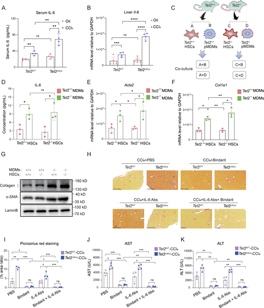 The upregulating IL-6 secreted by Tet2−/−pMDMs activated HSCs in Tet2ΔMye-CCl4mice. (A) Effect of Tet2ΔMye on serum IL-6 levels evaluated by ELISA in oil- or CCl4-treated Tet2WT and Tet2ΔMye mice (n = 4 for each group). (B) Effect of Tet2ΔMye on Il-6 mRNA levels in livers of oil- or CCl4-treated Tet2WT and Tet2ΔMye mice (n = 4 for oil-treated groups, n = 5 for CCl4-treated groups). (C) Experimental design of co-culture between Tet2+/+ or Tet2−/− HSCs and Tet2+/+ or Tet2−/− pMDMs. Tet2+/+ and Tet2−/− pMDMs were isolated from livers of CCl4-treated Tet2WT and Tet2ΔMye mice. Naïve Tet2+/+ and Tet2−/− HSCs were isolated from oil-treated Tet2WT and Tet2ΔMye mice. (D) Detection of IL-6 in the supernatant after co-culture by ELISA (n = 3 for each group). (E–G) mRNA and protein levels of Acta2 (E and G) and Col1a1 (F and G) detected by RT-PCR in Tet2+/+ and Tet2−/− HSCs co-cultured with Tet2+/+ or Tet2−/− pMDMs (n = 3 for each group). (H and I) Picrosirius red staining (H) (scale bar, 125 μm) and statistical analysis (I) of livers of oil- or CCl4-treated Tet2WT and Tet2ΔMye mice after Bindarit plus anti-IL-6 Abs treatment (n = 4 for each group). (J and K) Changes in serum ALT (J) and AST (K) levels in CCl4-treated Tet2WT and Tet2ΔMye mice after treatment with Bindarit, anti–IL-6 Abs, or Bindarit plus anti–IL-6 Abs (n = 4 for each group). Data are representative of at least two independent experiments with similar results (A–K). All data are shown as mean ± SD and were analyzed by two-way ANOVA with Sidak’s multiple comparison test (A, B, D–F, and I–K). ****P < 0.0001; ***P < 0.001; **P < 0.01; *P < 0.05; P > 0.05 not significant (ns). Source data are available for this figure: SourceData F8.