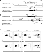 Generation of 14E06 KI mice. (A) Generation of the VDJH 14E06 KI mouse. Top: Targeting construct for the rearranged VDJH 14E06 and a FRT-flanked pkg-neo selection cassette. Middle: Mouse H chain locus with indication of the replaced D and J1-4 gene segments. Dashed lines indicate terminal points of homologous recombination. Bottom: Integrated transgene after flp mediated excision of the FRT-flanked neomycin selection gene. (B) Generation of the VJκ 14E06 KI mouse. Top: Targeting construct for the rearranged VJκ 14E06. Middle: Mouse κ L chain locus with indication of the replaced J1-5 gene segments. Bottom: integrated transgene after flp mediated excision of the FRT-flanked neomycin selection gene. (C) Detection of transgenic anti-TG2 BCR. Spleen cells from WT C57Bl/6 mice (obtained from Janvier Laboratoires), 14E06 L chain single KI and H chain single KI littermate control mice, and H and L chain double KI mice on C57Bl/6 background were stained using anti-B220 and an antibody specific for the H and L chain combination of 14E06 (anti-14E06) or mTG2 tetramers. Data are representative of two independent experiments.