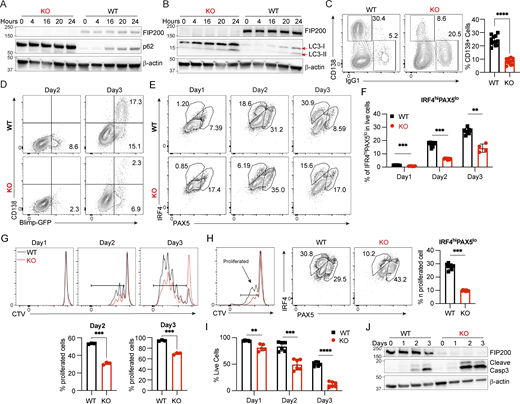 Fip200−/−B cells showed decreased proliferation, plasma differentiation, and survival in vitro. B cells isolated from WT or B-Fip200−/− mouse spleens were cultured with IL4 (10 ng/ml) + LPS (5 μg/ml). (A and B) Expression levels of p62 (A) and LC3 (B) were detected in WT and Fip200−/− B cells upon stimulation at 0, 4, 16, 20, and 24 h. Representative data from one of at least two experimental replicates are shown. (C) Representative plots and the corresponding quantifications of plasma cells of WT and Fip200−/− B cells after 3 days of culture. Data are combined from two independent experiments with at least three mice in each group, and samples are run in triplicate. Significant (α = 0.05) P values were determined by unpaired, two-tailed Student’s t test; ****P < 0.0001. (D) WT and Fip200−/− B cells expressing Blimp-GFP were stimulated by IL4+LPS. Blimp-GFP+ (day 2) or Blimp-GFP+CD138+ (day 3) populations were checked by FACS. N = 5 biological replicates, with representative data shown from one mouse. (E and F) Representative plots (E) and the corresponding quantifications (F) of the IRF4hiPAX5lo population of WT and Fip200−/− B cells on days 1–3 of IL4 + LPS activation. Two independent experiments were performed. Representative data from one experiment with cells originating from four mice per group with two cultures generated per mouse are shown, except for KO, day 3, from which only one culture was obtained. Significant P values were determined by an unpaired t test. Left to right: ***P = 0.0002, ***P = 0.0002, **P = 0.0040. (G) Proliferation of WT and Fip200−/− B cells upon stimulation by IL4+LPS was detected by FACS at days 1–3. Left to right: ***P = 0.0003, ***P = 0.0002. (H) Representative plots and the corresponding quantifications of IRF4hiPAX5lo population in proliferated populations (CTVlo) of WT or Fip200−/− B cells on day 2 of IL4 + LPS activation. Two independent experiments were performed. Representative data from one experiment with cells originating from four mice per group with two cultures generated per mouse are shown. Significant P values were determined by an unpaired t test. ***P = 0.0002. (I) WT and Fip200−/− B cells were stimulated by IL4+LPS, and cell survival rate was detected by FACS on days 1–3. Left to right: **P = 0.0096, ***P = 0.0001, ****P < 0.0001 (unpaired t test). N = 3 biological replicates, with representative data shown from one mouse. (J) Cleaved caspase-3 was detected in WT and Fip200−/− B cells after stimulation by IL4+LPS at days 2–3. N = 2 biological replicates, with representative data shown from one mouse. Source data are available for this figure: SourceData F3.