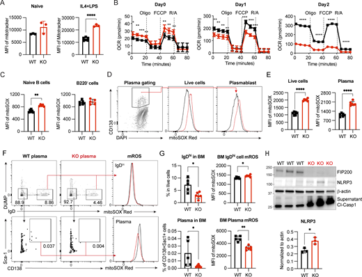 Dysfunctional mitochondria accumulate in Fip200−/−B cells. (A) Mitochondrial mass in naïve (left, WT, n = 3; and Fip200−/−, n = 3) and day 3 IL4+LPS-activated (right, WT, n = 6; and Fip200−/−, n = 3) B cells stained with MitoTracker Deep Red, ****P < 0.0001 (unpaired t test). Representative data of at least two experimental replicates shown. (B) OCR measured by Seahorse XF analyzer for activated B cells (four samples per group) at day 0 (left), day 1 (middle), and day 2 (right). FCCP is a mitochondrial uncoupling agent. Oligo., oligomycin; R/A, rotenone/antimycin. From left to right: day 0, *P = 0.0325, **P = 0.0014, ***P = 0.0007,**P = 0.0022, **P = 0.0083, **P = 0.0026, **P = 0.0057; day 1, **P = 0.0027, **P = 0.0041, **P = 0.0051, **P = 0.0058, ***P = 0.0002, ***P = 0.0003, ***P = 0.0004; day 2, ****P < 0.0001, ****P < 0.0001, ****P < 0.0001, ****P < 0.0001 (unpaired t test). (C) Splenocytes from WT (n = 6) and B-Fip200−/− (n = 5) mice were stained with MitoSOX Red and naïve splenic B cells (left) and B220− cells (right) detected by FACS, **P = 0.0022 (unpaired t test). (D and E) WT and Fip200−/− B cells were stimulated by IL4+LPS and stained with MitoSOX Red and gated on CD138+ population. Representative plots (D) and the corresponding quantifications (E) of total live cells (left) or plasma cells (right) of WT and Fip200−/− B cells. Data are representative of at least two independent experiments run with two mice per group. Representative data from one experiment are shown. Left to right: ****P < 0.0001, ****P < 0.0001 (unpaired t test). (F and G) BM cells from WT (n = 5) and B-Fip200−/− (n = 6) mice were stained with MitoSOX and gated on IgDhi cells (DUMP−IgDhi) and plasma cells (DUMP−IgD−Sca-1+CD138+). Representative plots (F) and the corresponding quantifications (G) of IgDhi cells (top left), mROS of IgDhi cells (top right), plasma cells (bottom left), or mROS of plasma (bottom right) of WT and Fip200−/− B cells. Two independent experiments were performed; representative data from one experiment are shown. Top left to right: *P = 0.0173, *P = 0.0173; bottom left to right: *P = 0.0173, **P = 0.0043 (unpaired t test). (H) Expression level of NLRP3 in WT and Fip200−/− B cells and cleaved caspase-1 in the supernatant upon IL4+LPS stimulation at day 2. This experiment was performed twice, with results from one independent run shown; each lane represents one mouse. Significant (α = 0.05) P values were determined by an unpaired t test. *P = 0.0182. Source data are available for this figure: SourceData F4.