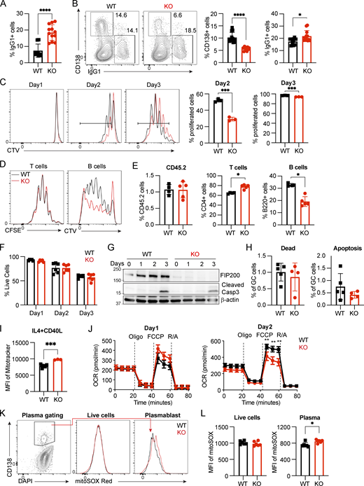 Fip200−/−B cells show decreased proliferation and plasma differentiation, and increased dysfunctional mitochondria mass upon IL4+CD40L stimulation, related to Figs. 3 and 4. (A) Quantification of IgG1+ cells from WT and FIP200-deficient B cells cultured in the presence of IL4+LPS for 3 days. Data are combined from two independent experiments with four mice in each group, and samples are run in triplicate. Significant P values were determined by an unpaired t test. ****P < 0.0001. (B) Representative plots and the corresponding quantifications of plasma cells and IgG1+ of WT and FIP200-deficient B cells were cultured with IL4 (10 ng/ml) + CD40L (50 ng/ml) at day 3. Data are combined from two independent experiments with four mice in each group, and samples are run in triplicate. Significant P values were determined by an unpaired t test. ****P < 0.0001, *P = 0.0250. (C) Proliferation of WT (n = 1–3) and Fip200−/− (n = 1–3) B cells upon stimulation of IL4+CD40L was detected by FACS at days 1–3. Three independent experiments were performed with representative data from one experiment with three mice per group shown. Left to right: ***P = 0.0002, ***P = 0.0008 (unpaired t test). (D and E) MD4 WT or Fip200−/− B cells were stained with CTV, and OT-II T cells were stained with CFSE, then adoptively transferred to CD45.1+ recipient mice (n = 5). Mice were immunized at day 1 with OVA-HEL by intravenous injection. Proliferation of OT-II T and MD4 cells B cells was detected by FACS at day 4. Left to right: *P = 0.0159, *P = 0.0159 (unpaired t test). (F) Cell survival rate of WT (n = 1–3) and Fip200−/− (n = 1–3) B cells upon stimulation of IL4+CD40L was detected by FACS at days 1–3. Three independent experiments were performed with representative data from one experiment with three mice per group shown. (G) Cleaved caspase-3 was detected in WT and Fip200−/− B cells upon stimulation by IL4+CD40L at days 1–3. Two biological replicates were performed with data from one mouse shown. (H) WT (n = 5) and B-Fip200-/- (n = 4) mice were immunized with 50 μg NP29-KLH with Imject Alum and sacrificed at day 12. Quantifications of dead (Live/Dead Blue+ Annexin V+) and apoptosis (Live/Dead Blue− Annexin V+) population in GC B cells (B220+Fas+CD38−) by FACS. (I) Mitochondrial mass in day 3 IL4+CD40L-activated WT (n = 2–5) and Fip200−/− (n = 3) B cells stained with MitoTracker Deep Red, ***P = 0.0001. Three independent experiments were performed with one shown. (J) OCR was measured by Seahorse XF analyzer (n = 4) for activated B cells at day 1 (left) and day 2 (right). FCCP is a mitochondrial uncoupling agent. Oligo., oligomycin; R/A, rotenone/antimycin. Data are representative of at least two independent experiments with at least three mice in each group. Left to right: **P = 0.0079, **P = 0.0030, **P = 0.0016 (unpaired t test). (K and L) WT and Fip200−/− B cells were stimulated by IL4+CD40L and stained with MitoSOX Red and gated on CD138+ population. Representative plots (K) and the corresponding quantifications (L) of total live cells (left) or plasma cells (right) of WT and Fip200−/− B cells. Data are combination of two independent experiments with more than two mice in each group. Significant P values were determined by an unpaired t test. *P = 0.0125. Source data are available for this figure: SourceData FS2. Refer to the image caption for details.