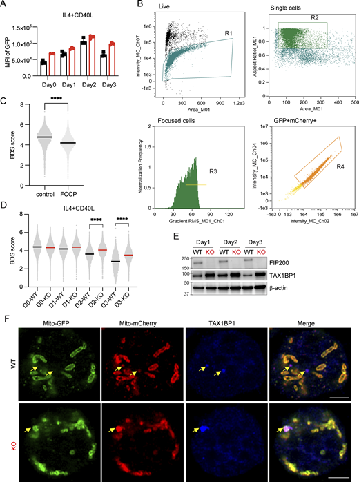 FIP200 mediates mitophagy of TAX1BP1 binding mitochondria in B cells upon CD40L stimulation, related to Fig. 5. (A) Dynamic of the MitoQC-GFP expression level in WT and MitoQC-B-Fip200−/− B cells upon IL4+CD40L stimulation for 3 days. Data are representative of at least two independent experiments with three mice in each group. (B) Gating strategy of Live/single/focused/GFP+mCherry+ cells in ImageStream. (C) Representative plots of BDS score of MitoQC-B cells treated with FCCP or control (DMSO) for 30 min. Data are representative of at least two independent experiments; data from naïve B cells from one mouse per treatment are shown. (D) Representative plots of BDS score of WT and MitoQC-B-Fip200−/− B cells upon IL4+CD40L stimulation for 3 days; data were analyzed by the Kolmogorov–Smirnov test, ****P < 0.0001. The experiment was performed independently three times, with one representative experiment shown. n = 2–3. (E) Expression of TAX1BP1 was detected in WT and Fip200−/− B cells upon IL4+CD40L stimulation for 3 days. Two biological replicates were performed for WT and Fip200−/−; results from one shown. (F) Representative immunofluorescence Airyscan images with 90x magnification (Plan-Apochromat 50×/1.2 W objective, 1.8× magnification changer) of WT (n = 2; one shown) and MitoQC-B-Fip200−/− (n = 2; one shown) B cells activated by IL4+CD40L at day 2 and stained with anti-TAX1BP1 antibody (blue), MitoQC-GFP (green), and MitoQC-mCherry (red). Scale bar, 3 μm. Yellow arrows point to TAX1BP1 aggregation in B cells. Source data are available for this figure: SourceData FS3.