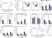 NIK in CX3CR1-expressing cells drives EAE pathology. (A) Disease course of NIKΔCX3CR1 and littermate controls. (B) Maximum EAE score. Data in A and B are the cumulative data of 3 individual experiments. (C) Representative flow cytometry plots with mean percentages ±SEM, and the number of microglia (CD11b+CD45int), infiltrating CD45high and CD11b+CD45high immune cells into the CNS during the peak of EAE (15 dpi). (D–F) Number of CD4+CD90+ T cells, (E) MOG-responding cells (CD40L+CD44+), (F) and IL-17A, IFNγ, or GM-CSF by these T cells after a 6-h MOG35–55 antigen recall assay in the CNS (brain and spinal cord). (G–I) Number of CD4+CD90+ T cells, (H) MOG-responding cells (CD40L+CD44+), (I) and IL-17A, IFNγ, or GM-CSF by these T cells after a 6-h MOG35–55 antigen recall assay in the dLN and spleen. Duplets and dead cells were excluded before gating on shown cell populations. (J and K) EAE disease development and (K) maximum EAE score in NIKΔCD11c mice and littermate controls. Data are shown as the mean ± SEM and analyzed using two-tailed unpaired Student’s t test or two-way ANOVA with Šídák’s multiple comparisons test. *P < 0.05, **P < 0.01, ***P < 0.001, ****P < 0.0001. Each dot represents one mouse. Data (C–K) are from at least two independent experiments. dpi = days after immunization. dLN = draining lymph nodes.