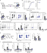 Less cytokine-producing T cells in secondary lymphoid organs before EAE onset. (A) Scheme of the adoptive transfer EAE model: Ly5.1 wild-type mice were immunized with MOG35–55/CFA and PTx; isolated cells from dLNs and spleen were cultured for 4 days with MOG35–55, IL-23, and anti-IFNγ before being injected into NIKΔCX3CR1 and littermate controls. (B and C) Passive transfer EAE disease course and (C) maximum EAE score of NIKΔCX3CR1 and littermate controls after adoptive transfer of MOG-activated wild-type T cells. (D–F) Experimental scheme: NIKΔCX3CR1 and littermate control mice were immunized with MOG35–55/CFA and PTx, and cells were isolated from the spleen and dLN at 8 dpi and restimulated with MOG for 6 h. (E) Representative flow cytometry plots and total cell number of CD4+CD90+ T cells and (F) MOG-reactive (CD44+CD40L+) T cells. (G) Representative flow cytometry plots and percentages of IL-17A, GM-CSF, and IFNγ-producing T cells. (H and I) 2D2 T cells were transferred into NIKΔCX3CR1 and littermate controls 1 day before MOG35–55 immunization. Six dpi, cells were isolated from the spleen and dLN and restimulated with PMA, ionomycin, and brefeldin A. (I) Representative flow cytometry plots of the spleen and the total cell number of transferred CD90.1+CD4+ 2D2 cells. (J) Percentages of 2D2 T cells that produce IL-17A, GM-CSF, or IFNγ in the dLNs and spleen and cytokine-producing CD4+ host cells, pregated on live/single cells. Data in graphs are shown as the mean ± SEM and analyzed using two-tailed unpaired Student’s t test or two-way ANOVA with Šídák’s multiple comparisons test. *P < 0.05, **P < 0.01, ****P < 0.0001. Each dot represents one mouse. Data are from at least three independent experiments. dpi = days after immunization.