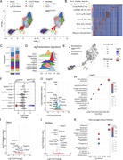 scRNA-seq reveals dysregulation of antigen-presenting genes 4 days after MOG immunization in the dLNs. (A) Density plots overlaid on the UMAP of control (n = 4) and NIKΔCX3CR1 (n = 4) displaying clustering of myeloid cell type, excluding B, T, NK, and mast cells, pDCs, neutrophils, and granulocytes. (B) Heatmap displaying the top 10 highly expressed markers of each cluster in A with three of the top markers per cluster written out. (C) Proportions of each cell type within the UMAP of the control (n = 4) and NIKΔCX3CR1 (n = 4). (D) Antigen presentation cell signature score projected in each cluster, calculated with UCell. (E) 536 neighborhoods assigned by the Milo package overlaid on our UMAP of myeloid cell clusters. (F) Abundant neighborhoods across the different myeloid clusters. Red = more abundant in control, blue = more abundant in NIKΔCX3CR1, FDR = 10%. (G) Volcano plot of DEGs between NIKΔCX3CR1 and control in the migDC subset. Left is downregulated in NIKΔCX3CR1, and right is upregulated in NIKΔCX3CR1. (H) KEGG pathway enrichment analysis was performed on DEGs (adjusted P < 0.05 and |log2 fold change| >0.1 and <0.1) from the migDC clusters. (I and J) Volcano plot of DEGs between NIKΔCX3CR1 and control in the Mac subset and (J) MoMac subset. Left is downregulated in NIKΔCX3CR1, and right is upregulated in NIKΔCX3CR1. (K) KEGG pathway enrichment analysis was performed on DEGs (adjusted P < 0.05 and |log2 fold change| >0.1 and <0.1) from the Mac clusters (Macs/MoMacs).The dot plot shows enriched pathways ranked by significance. Circle size = count of DEGs found within each pathway; color = adjusted P value. Data in C are shown as mean percentage and analyzed using two-way ANOVA with Šídák’s multiple comparisons test. *P < 0.05, ***P < 0.001.