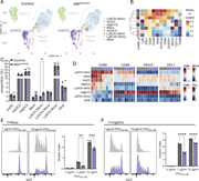 Reduced costimulatory marker expression on myeloid cells and reduced antigen-presenting capabilities. (A and B) UMAP map displaying 50,000 randomly sampled cells from the dLN of NIKΔCX3CR1 (n = 5) and littermate controls (n = 5) analyzed by flow cytometry, focusing on CD11b+ monocyte, Mac, and DC subsets 5 dpi. (B) Heatmap with median marker expression values for each population shown in the UMAP. (C) Relative frequencies of Ly6Chigh monocytes (Mono), Ly6Cint Mono, Ly6Clo Mono, ResDC2, MigDC2, MoDCs, Macs, other, pregated on CD11b+ cells, and dead cells, duplicates, T and B cells, neutrophils, and eosinophils were excluded. (D) Median (arcsinh-transformed) expression of CD80, CD86, MHCII, and PD-L1 across the eight identified myeloid cell populations. (E and F) Representative flow cytometry histograms showing CTV dilution of OT-II CD4+ T cells cocultured with either sorted Macs (T + Macs) (E) or migratory dendritic cells (T + migDCs) from dLNs (F) from control or NIKΔCX3CR1 mice. Accompanying graphs show the Division Index, reflecting the average number of divisions per input cell. Cells were pulsed with the indicated concentrations of OVA323–339 peptide for 1 h prior to coculture. Data are shown as the mean ± SEM and analyzed using two-way ANOVA with Šídák’s multiple comparisons test. *P < 0.05, **P < 0.01, ***P < 0.001, ****P < 0.0001. dpi = days after immunization. Each dot represents one mouse. Data are from at least two independent experiments. CTV, CellTrace Violet.