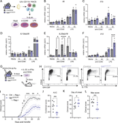 NIK deletion in myeloid cells results in reduced Il23a, which is partially responsible for the resistance against EAE. (A–F) CD11b+ cells were isolated from the dLNs of NIKΔCX3CR1 and littermate controls and were cultured with or without anti-(α)CD40 or LPS for 1 or 4 h. Relative mRNA levels (ΔΔCt) of (B) Il6, (C) Il1b, (D) Il12a/p35, (E) Il23a/p19, and (F) Il10, and mRNA levels of each sample were normalized against the housekeeping gene HPRT and the medium control of the corresponding cytokine. Dotted line = medium control. (G) NIKΔCX3CR1 and littermate controls were immunized with MOG35–55/CFA and PTx; isolated cells from dLNs and spleen were cultured for 4 days with MOG35–55, IL-23, and anti-IFNγ before being injected into Rag−/− recipient mice. (H) Flow cytometry gating for CD44/GM-CSF and CD44/IL-17A of the donor cells before being injected into recipient mice, pregated on single/live/CD90+/CD4+ cells. (I) Passive transfer EAE disease course of recipients receiving control cells (Ctrl → Rag−/−) or NIKΔCX3CR1 cells (NIKΔCX3CR1 → Rag−/−). (J) AUC. (K) Day of onset. (L) Maximum disease score. Data in graphs are shown as the mean ± SEM and analyzed using two-way ANOVA with Šídák’s multiple comparisons test or two-tailed unpaired Student’s t test. *P < 0.05, **P < 0.01, ***P < 0.001, ****P < 0.0001. Each dot represents one mouse. Data are from at least two independent experiments. dpi = days after immunization. AUC, area under the curve.