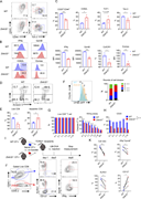 Zbtb32 augments the short-term immune responses of CD8+T cells. (A) Representative FACS plots of TCF1 and Tim-3, CD25, and CD44 in WT and Zbtb32−/− CD8+ cells activated in vitro. (B) Histogram plots (left panel) and MFI (right panel) of IFNγ and GzmB in WT and Zbtb32−/− CD8+ cells activated in vitro. (C) Quantifications of specific molecules in WT and Zbtb32−/− CD8+ cells cultured in vitro (n = 3 in each group). (D) Representative plots of PI and Annexin V in WT and Zbtb32−/− CD8+ cells cultured in vitro.(E) Quantifications of PI and Annexin V in WT and Zbtb32−/− CD8+ cells cultured in vitro (n = 3 in each group). (F) Representative plots and quantifications of CFSE expression level in WT or Zbtb32−/− CD8+ T cells cultured in vitro for 3 days (n = 8 in each group). (G) The quantifications of caspase-3 expression in B16-OVA cells and live cell percentages of activated WT or Zbtb32−/− CD8+ T cells under different E:T ratios in a co-culture killing assay (n = 5 in each group). (H) Expressions of CD25 in activated WT or Zbtb32−/− CD8+ T cells under different E:T ratios in a co-culture killing assay with B16-OVA cells (n = 3 in each group). (I) Schematic representation of the co-transfer of 1.5 × 105 WT and 1.5 × 105Zbtb32−/− naïve OT-I cells into TCRbd−/− mice infected with 1 × 105 CFU of LM-OVA (n = 4 in each group). (J) Representative FACS plots of KLRG1 and CD127, IFNγ, and GzmB expressions in WT and Zbtb32−/− OT-I cells (n = 4 in each group). (K) Quantifications of cell ratio of WT, Zbtb32−/− OT-I cells, KLRG1 and CD127, and IFNγ+GzmB+ expressions in WT and Zbtb32−/− OT-I cells (n = 4 in each group). Data in all graphs are shown as means ± SEM, *P < 0.05, **P < 0.01, ***P < 0.001, and ****P < 0.0001 by paired or unpaired two-tailed Student’s t test. Data shown are a representative of at least two independent experiments.