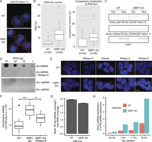 A composite image shows R N A foci in wildtype and D B R 1 knockout cells, R N A foci counts, cytoplasmic localization, dot blot, and immunofluorescence.