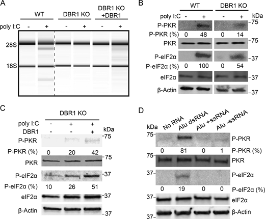 A multi-part image shows the effects of D B R 1 loss and A l u d s R N A on P K R and e I F 2 alpha activation pathways.