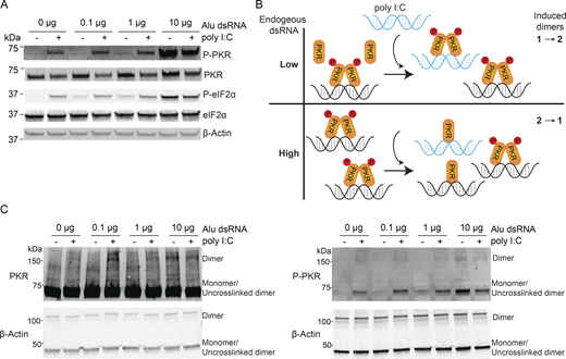 Western blots and schematics show P K R activation, dimerization, and downstream e I F 2 alpha phosphorylation with varying A l u d s R N A levels.