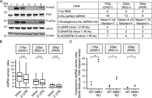 Western blot analysis, box and scatter plots showing the impact of sequence variations in I R A l u on d s R N A stretches and P K R activation.