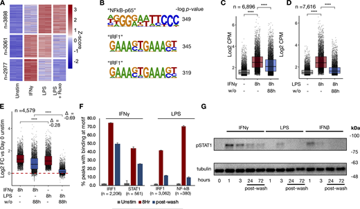 IFNγ induces long-lasting transcription factor activity and chromatin accessibility after washout. Macrophages were treated with LPS, IFNγ, and LPS in the presence of ruxolitinib for 8 h, as in Fig. 1 A. Cells were washed and cultured for an additional 88 h. ATACseq was performed after 8 h of stimulation and 4 days after washout. (A) Heatmap of Z-scored reads within ATAC peaks induced by either LPS or IFNγ (L2FC > 2, FDR < 0.01). Clusters were generated by unsupervised k-means clustering. Each column represents a biological replicate from the same human donor. (B) Top enriched motifs in clusters from A. (C) Boxplot quantifying log2 cpm of reads within IFNγ-induced ATAC peaks before and after cytokine washout. (D) Boxplot quantifying log2 cpm of reads within LPS-induced ATAC peaks before and after cytokine washout. (E) Boxplot quantifying log2 cpm of reads within ATAC peaks induced by both IFNγ and LPS (L2FC > 2, FDR < 0.01 for each) peaks before and after cytokine washout. (F) Barplot quantifying percent of transcription factor-bound motifs within STAT1 and IRF1 (IFNγ) and IRF1 and NF-κB (LPS) within induced ATAC peaks in C and D for unstimulated, IFNγ/LPS-stimulated macrophages, and stimulated macrophages 4 days after washout. Motif binding predicted using TOBIAS ATACseq footprinting analysis. Results are average of two technical replicates from a single subject; error bars display standard deviation. (G) Human macrophages were stimulated with IFNγ (100 ng/ml), LPS (100 ng/ml), or IFNβ (10 ng/ml) for 8 h, washed, and then cultured for an additional 66 h. Cells were collected, and whole cell western blotting for phosphorylated STAT1 was performed at the indicated time points. Blot is representative of three replicates from two separate human donors. All box/whisker plots indicate interquartile range and 1.5× interquartile range. Statistical tests were determined by paired Wilcoxon test. ****P < 0.0001. Source data are available for this figure: SourceData F2.