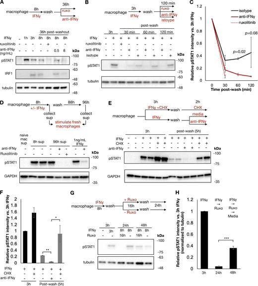 Cell surface–bound IFNγ mediates persistent JAK/STAT signaling even after cytokine washout. (A) Human macrophages were stimulated with IFNγ (100 ng/ml) for 8 h, washed, and then cultured in regular media or media containing ruxolitinib (1 µM) or increasing concentrations of anti-IFNγ neutralizing antibody for an additional 28 h. Cells were collected, and whole cell western blotting for phosphorylated STAT1 and IRF1 was performed at indicated time points. Representative blot of duplicates from two separate subjects. (B) Human macrophages were stimulated with 100 ng/ml IFNγ for 3 h, washed, and then cultured in either ruxolitinib (1 µM), anti-IFNγ neutralizing antibody (10 µg/ml), or isotype control antibody (10 µg/ml) for 2 h. Samples were collected at the indicated times for immunoblot. Representative blot of duplicates from two separate subjects. (C) Quantification of pSTAT1 band intensities from B. (D) Human macrophages were stimulated with 100 ng/ml IFNγ for 8 h, washed, and cultured for an additional 88 h in regular media. Supernatants from stimulated macrophages were collected after the 8-h stimulation and 88 h after washout. This supernatant was used to stimulate fresh macrophages for 1 h in the presence/absence of ruxolitinib (1 µM) or anti-IFNγ neutralizing antibody (10 µg/ml). As a control, fresh macrophages were stimulated with media supplemented with 1 ng/ml IFNγ for 1 h. Representative blot of duplicates from two separate subjects. (E) Macrophages were left in regular media or pre-treated with 10 µg/ml CHX for 15 min and stimulated with 100 ng/ml IFNγ for 3 h. Treated macrophages were washed and subsequently cultured for 2 h in regular media, media supplemented with 10 µg/ml CHX, or anti-IFNγ neutralizing antibody (10 µg/ml) and collected for immunoblot. Duplicates from one subject are shown. (F) Quantification of pSTAT1 band intensities in E normalized to band intensity of macrophages treated with IFNγ for 3 h. (G) Human macrophages were stimulated with 100 ng/ml IFNγ for 8 h, washed, and cultured in regular media or media supplemented with 1 µM ruxolitinib for 16 h. After 16 h, cells were washed again and cultured in regular media for an additional 24 h. Cells were collected for immunoblot at indicated times. Representative blot of four replicates from two subjects. (H) Quantification of pSTAT1 band intensities in G normalized to band intensity of macrophages treated with IFNγ for 3 h. Statistical tests were determined by a single-tailed t test. *P < 0.05, **P < 0.01, and ***P < 0.001. Source data are available for this figure: SourceData F3.