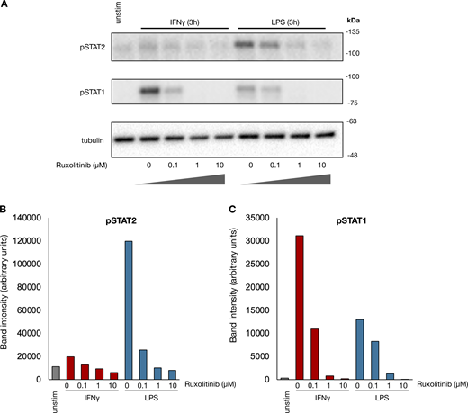 Ruxolitinib blocks LPS and IFNγ-induced Janus kinase signaling. (A) Human macrophages were pre-treated with increasing concentrations of ruxolitinib for 15 min and subsequently stimulated with IFNγ (100 ng/ml) or LPS (100 ng/ml) for 3 h. Whole-cell lysate western blots showing effect of ruxolitinib on STAT1 and STAT2 phosphorylation by each stimulus. Blot is representative of two replicates from separate human donors. (B and C) Quantification of pSTAT2 and (C) pSTAT1 band intensities in A. Source data are available for this figure: SourceData FS2. Refer to the image caption for details.