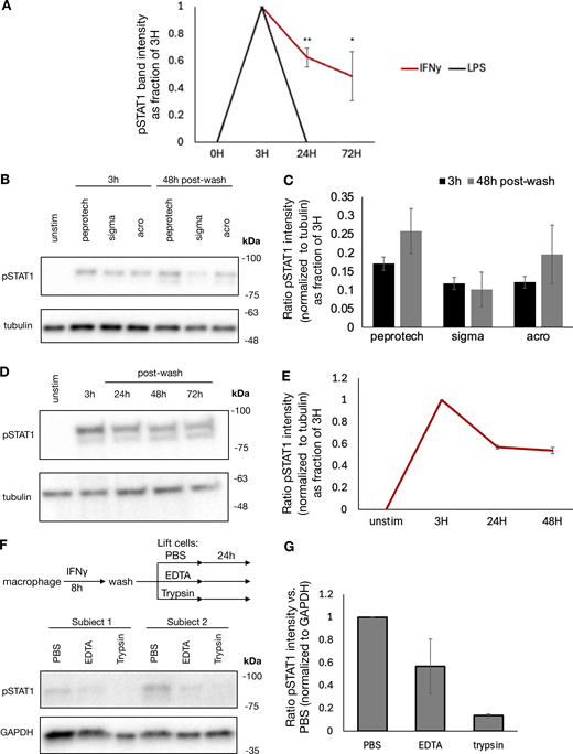 Cell surface–bound IFNγ mediates persistent signaling regardless of cytokine manufacturer and can be degraded by trypsinization. (A) Quantification of pSTAT1 intensity normalized to 3H IFNγ in Fig. 2 G. (B) Human macrophages were treated with Escherichia coli sourced IFNγ purchased from PeproTech and mammalian-sourced IFNγ purchased from Sigma-Aldrich and ACRO. Cells were treated at 100 ng/ml for 8 h, washed, and cultured for an additional 48 h in regular media prior to collection. Cells were collected for immunoblot at the indicated times. Representative blot of duplicates from one human subject. (C) Quantification of pSTAT1 band intensity normalized to tubulin at each time point in B. (D) Human A549 airway epithelial cells were stimulated with 100 ng/ml IFNγ, washed, and cultured for an additional 72 h. Cells were collected for immunoblot at the indicated timepoints. Representative blot of two replicates. (E) Quantification of pSTAT1 band intensity normalized to tubulin at each time point in D. (F) Human macrophages were treated with 100 ng/ml IFNγ for 8 h, washed, and lifted by scraping after incubation with either PBS, 0.5 mM EDTA in PBS, or trypsin. Cells were replated and cultured for an additional 24 h in regular media. Cells were collected for immunoblot at the indicated times. (G) Quantification of pSTAT1 band intensity normalized to GAPDH for each condition in F. Statistical tests were determined by single-tailed t test. *P < 0.05; **P < 0.01. Source data are available for this figure: SourceData FS3. Refer to the image caption for details.