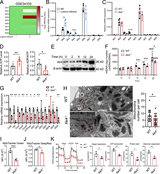 Multiple graphs depict adenylate kinase gene family expression and mitochondrial biogenesis in macrophages after Listeria infection.