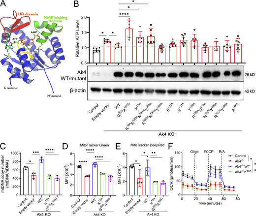 A ribbon diagram of A k 4 model, bar graphs of A T P levels and m t D N A copy number and M F I values, and a line graph of O C R values.