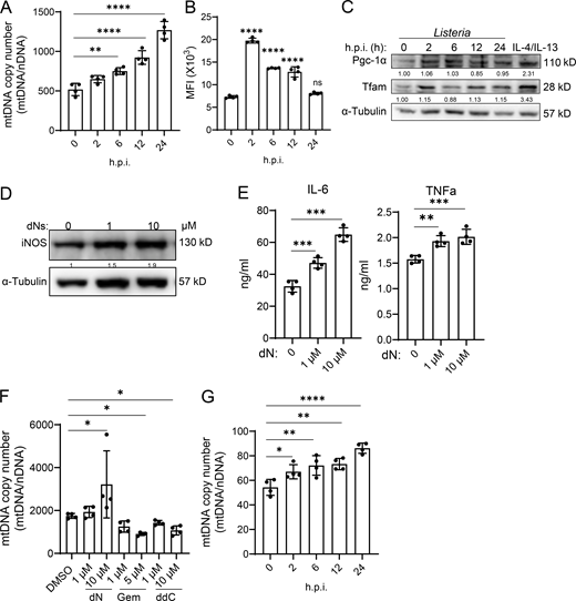 mtDNA copy number increases during Salmonella infection, and the expression of iNOS, IL-6, and TNF-α correlates with mtDNA copy number following Listeria infection. TG-pMacs or BMDMs were infected with Listeria at a MOI of 5 or Salmonella at an MOI of 10 for the indicated time. (A) mtDNA copy number in Salmonella-infected TG-pMacs was determined by qPCR (n = 4). (B) Mean fluorescence intensity (MFI) of MitoTracker Green in Salmonella-infected TG-pMacs was analyzed by flow cytometry (n = 4). (C) Pgc-1α and Tfam protein levels in Listeria-infected or 20 ng/ml of IL-4/IL-13–treated BMDMs were analyzed by western blotting. (D) iNos protein expressions in 0, 1, and 10 μM dNs-treated TG-pMacs with Listeria infection were analyzed by western blotting. (E) IL-6 and TNFα productions in 0, 1, and 10 μM dNs-treated TG-pMacs with Listeria infection were measured by ELISA (n = 4). (F) mtDNA copy number in dNs-, Gem-, or ddC-treated TG-pMac with indicated concentration after Salmonella infection was determined by qPCR (n = 4). (G) mtDNA copy number in Salmonella-infected THP-1 macrophages was determined by qPCR (n = 4). mtDNA copy number was normalized to nuclear DNA (nDNA). Protein expression levels were normalized to α-tubulin. Data are presented as mean ± SD. Statistical significance was determined by one-way ANOVA. *P < 0.05; **P < 0.01; ***P < 0.001; ****P < 0.0001. Data are representative of two independent experiments, and each point represents data from one mouse with two technical repeats. Source data are available for this figure: SourceData FS1.