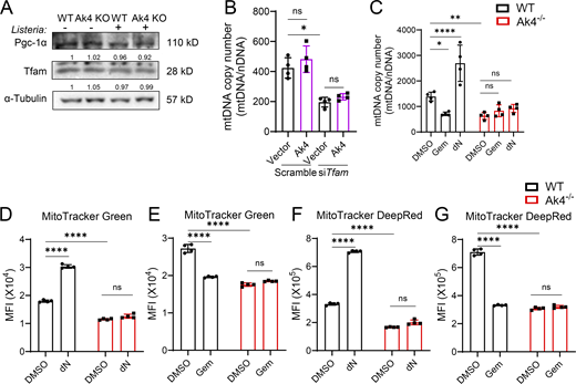 Ak4 controls mtDNA synthesis through the deoxynucleotide metabolism in macrophages after bacterial infection. (A) Pgc-1α and Tfam protein levels in WT and Ak4 KO BMDMs with or without Listeria infection were determined by western blotting. (B) mtDNA copy number in scramble and siTfam-treated BMDMs with or without Ak4 overexpression was measured by qPCR (n = 4). (C–G) WT and Ak4 KO TG-pMacs were pretreated with DMSO, 10 μM dNs, or 5 μM Gem for 1 h, followed by infection with Salmonella at an MOI of 10 for 1 h. Cells were then treated with 250 μg/ml gentamicin, washed with PBS, and maintained in 50 μg/ml gentamicin for 24 h (C) or 6 h (D–G) prior to analysis. (C) mtDNA copy number in WT and Ak4 KO TG-pMacs was measured by qPCR (n = 4). (D–G) MFI of MitoTracker Green (D and E) and MitoTracker Deep Red (F and G) in Salmonella-infected WT and Ak4 KO TG-pMacs was analyzed by flow cytometry (n = 4). Protein expression levels were normalized to α-tubulin. mtDNA copy number was normalized to nDNA. Data are presented as mean ± SD. Statistical significance was determined by one-way ANOVA. *P < 0.05; **P < 0.01; ****P < 0.0001. Data are representative of two independent experiments, and each point represents data from one mouse with two technical repeats. nDNA, nuclear DNA; MFI, mean fluorescence intensity. Source data are available for this figure: SourceData FS4.