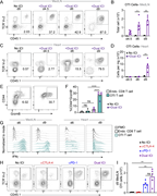 PD-1 blockade induces de novo priming and differentiation of antigen-specific CD8 T cells. (A and B) Representative flow cytometry contour plots and cell numbers showing the kinetics of OTI T cell expansion in the MedLN at day 4.5, 6, or 9 after adoptive transfer. (C and D) Representative flow cytometry contour plots and cell numbers showing the kinetics of OTI T cell expansion in the heart at day 4.5, 6, or 9 after adoptive transfer. Quantified in D. n = 3 for no ICI condition; n = 5 for ICI condition (B and D). Statistical analysis performed via Student’s t test for each time point. (E and F) Representative gating of CD44hi, granzyme B+ (GrzmB) endogenous CD8 T cells (Endo. CD8 T cell), and OTI T cells from MedLN and heart at day 6 or day 9 after adoptive transfer (E). Quantified in F. (G) Intracellular IFNγ staining of Phorbol 12-myristate 13-acetate (PMA) and ionomycin-stimulated CD8 T cells isolated from MedLN or heart 5 h after stimulation in the presence of Brefeldin A. FMO indicates fluorescence minus one control. n = 4 DTG mice receiving OTI T cell transfer and ICI (both endogenous CD8 T cells and OTI T cells from each animal). (H) Representative flow cytometry plots indicating OTI (TCR Vα2+CD45.1+) T cell expansion in MedLNs at day 9 after adoptive transfer. Mice received three doses (200 μg) of αCTLA-4 antibody, αPD-1 antibody, both (ICI), or vehicle control on days 1–3. (I) Quantification of H (n = 3–5). Statistical analysis performed via one-way ANOVA. All data shown are mean ± SEM. *P < 0.05, **P < 0.01, and ****P < 0.0001; ns, not significant.