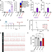 CD8 T cell–derived TNF is required for ICI-induced myocarditis pathogenesis and mortality. (A) qRT-PCR analysis of Tnf mRNA expression from bulk cardiac tissue (n = 3–6). (B) Infiltration of leukocytes (represented as cell number per mg of tissue) quantified by flow cytometry at day 9 after adoptive transfer of either 105 TNF-sufficient (WT OTI) or 105 TNF-deficient (Tnf−/− OTI) T cells. (C) qRT-PCR analysis of Il1b mRNA expression from bulk cardiac tissue. (D) qRT-PCR analysis of Il6 mRNA expression from bulk cardiac tissue. n = 4 per condition. Statistical analysis performed via one-way ANOVA. Data depicted as mean ± SEM. (E) Experimental regimen for therapeutic targeting of TNF. Mice received standard three doses of ICI for myocarditis injection with additional administration of TNF neutralizing antibody (αTNF, 500 μg) on day 3 and day 6 following the adoptive transfer of 106 OTI cells. (F) Survival of DTG mice receiving Tnf+/+ (WT) OTI cells, with and without αTNF treatment, or Tnf−/− OTI cells following myocarditis induction with ICI. n = 4, WT OTI +ICI. n = 5, Tnf−/− OTI +ICI. n = 5, WT OTI +ICI +αTNF. (G) Representative electrocardiograms of mice following the development of fulminant myocarditis on day 7 after adoptive transfer. (H) Heart rate (beats per minute) averaged over a 2-min interval recorded at day 7 after transfer (n = 4–6). *P < 0.05, **P < 0.01, ***P < 0.001, ****P < 0.0001; ns, not significant.
