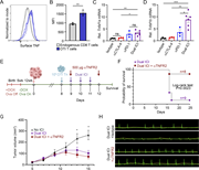 TNFR2 blockade protects against myocarditis and preserves antitumor efficacy of ICI. (A) Flow cytometry analysis of surface TNF staining in expanded OTI or endogenous CD8 T cell populations in the presence of ICI. Cells were purified from the MedLN at day 6 and stimulated for 5 h ex vivo with PMA/ionomycin. (B) MFI (mean fluorescence intensity) of membrane TNF staining in endogenous vs. OTI CD8 T cells. Data indicate independent T cell populations isolated from three mice. (C) qRT-PCR analysis of Tnfrsf1a (encoding TNFR1) mRNA expression from bulk cardiac tissue (n = 3–6). (D) qRT-PCR analysis of Tnfrsf1b (encoding TNFR2) mRNA expression from bulk cardiac tissue (n = 3–6). (E) Experimental regimen for therapeutic targeting of TNF with concurrent tumor burden and myocarditis. Following the establishment of MC38 tumors, mice received 106 OTI cells, a standard three doses of ICI for myocarditis induction, and the additional administration of αTNFR2-blocking antibody on day 9 and day 12 after tumor inoculation. (F) Survival of DTG mice with tumor inoculation and myocarditis induction, with and without αTNFR2 treatment (500 μg of blocking antibody per mouse per dose for two doses). n = 8–9 per condition. (G) Tumor volume was assessed in DTG mice receiving ICI therapy (administered on days 9, 10, and 11) in combination with either vehicle control or αTNFR2 treatment (administered on days 9 and 12). Additional cohort received no treatment vehicle control (n = 4–9). (H) Representative electrocardiograms of mice following the development of fulminant myocarditis on day 7 after adoptive transfer. Statistical analysis performed via Student’s t test (B), one-way ANOVA (C and D), and two-way ANOVA (G). P value determined using Mantel–Cox log-rank (F). All data shown are mean ± SEM. Data are representative of two independent experiments. *P < 0.05, **P < 0.01, ***P < 0.001.