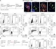 B cells carrying low-affinity BCR are unable to seed GC in the NALT. (A) Schematic representation of the experimental setup shown in B–D. (B) AID-GFP mice were injected with Rosa26tdTomato/+ B1-8hi or B1-8lo B cells mixed with nonfluorescent CD4+ OT-II T cells followed by i.n. immunization with NP-OVA + MPLA. TPLSM images of NALT and MedLN 5 days following immunization are shown. n = 3 for each time point; two independent experiments. (C and D) WT mice were adaptively transferred with GFP+ B1-8hi or Rosa26tdTomato/+ B1-8lo B cells mixed with nonfluorescent CD4+ OT-II T cells. LNs were analyzed by flow cytometry 5 days after i.n. NP-OVA + MPLA immunization. n = 6; two independent experiments. Unpaired two-tailed Student’s t test; data represent mean ± SEM; *, P < 0.05; **, P < 0.01; ***, P < 0.001. (E) Experimental design for F. (F) Flow cytometry plots and frequency of B1-8hi or B1-8lo B cells 7 days after i.n. NP-OVA + MPLA boost. n = 6; two independent experiments. Unpaired two-tailed Student’s t test; data represent mean ± SEM; ***, P < 0.001.