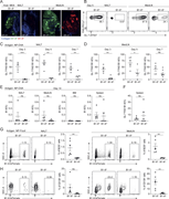 Low-affinity B cell clones are unable to seed GCs in the NALT independent of competition. (A) MD4 mice were adoptively transferred with GFP+ B1-8hi or Rosa26tdTomato/+ B1-8lo B cells. NALT and MedLN were removed and imaged by TPLSM on day 7 following i.n. NP-OVA + MPLA immunization. Scale bars, 200 µm. n = 4 for each time point; two independent experiments. (B–D) MD4 mice were injected with GFP+ B1-8hi or Rosa26tdTomato/+ B1-8lo B cells. NALT and MedLN were collected and analyzed by flow cytometry on day 3, 5, and 7 following i.n. NP-OVA + MPLA immunization. Representative plots for GC B cells on day 5 are shown (B). Flow cytometry quantification for GC B cell percentage of B1-8hi or B1-8lo B cells. Day 3, n = 5–6; day 5, n = 4–6; day 7, n = 5–7; six independent experiments. Unpaired two-tailed Student’s t test; data represent mean ± SEM; *, P < 0.05; **, P < 0.01; ***, P < 0.0001; ns, not significant (C and D). (E and F) MD4 mice were injected with Rosa26tdTomato/+ B1-8hi or B1-8lo B cells mixed with CD45.1+ OT-II T cells. LNs, BM, and spleen were collected and analyzed by flow cytometry on day 14 following i.n. NP-OVA + MPLA immunization. n = 5–6; two independent experiments. Unpaired two-tailed Student’s t test; data represent mean ± SEM; ns, not significant. Flow cytometry quantifications for total transferred cells (E) and GC B1-8hi or B1-8low B cells (F) are shown. (G and H) WT mice were injected with Rosa26tdTomato/+ B1-8hi or B1-8lo B cells. LNs were analyzed by flow cytometry 5 days after i.n. NP-Ficoll + MPLA immunization. n = 6; two independent experiments. Unpaired two-tailed Student’s t test; data represent mean ± SEM; **, P < 0.01; ns, not significant.