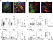 IgA class switching in the NALT depends on CCR6-mediated B cell positioning in the SED. (A) CX3CR1-GFP mice were adoptively transferred with Rosa26tdTomato/+ B1-8hi B cells and CD45.1+ OT-II T cells. NALTs were imaged on day 5 after i.n. NP-OVA + MPLA immunization using TPLSM. Scale bars, 50–100 µm. n = 2; one experiment. (B) AicdaCre/+ Rosa26Stop-tdTomato/+ mice were adoptively transferred with GFP+ CCR6+/+ or CCR6−/− B1-8hi B cells and CD45.1+ OT-II T cells. NALTs were imaged on day 5 after i.n. NP-OVA + MPLA immunization using TPLSM. Scale bars, 100 µm. n = 3; one experiment. (C–F) WT mice were adoptively transferred with GFP+ CCR6+/+ or CCR6−/− B1-8hi B cells and OT-II T cells followed by NP-OVA + MPLA i.n. immunization. Transferred B1-8hi B cells (C) and IgA+ GC subsets (D) were quantified by flow cytometry on day 5; the frequency of IgA+ B cells was quantified out of the total transferred cells (E) or GC B cells (F) on day 7. Day 5, n = 6–7; day 7, n = 11; four independent experiments. Unpaired two-tailed Student’s t test; Data represent mean ± SEM; ***, P < 0.001; ****, P < 0.0001; ns, not significant.