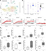 Characterization of BNST cells. (A) snRNA-seq cataloging neuronal clusters in the BNST. A uniform manifold approximation and projection (UMAP) plot of transcriptomic data identified 17 neuronal clusters. This experiment was completed once. (B) Dot plots of average expression of Slc17a6 (Vglut2; glutamatergic neuronal marker), Slc32a1 (Vgat: GABAergic neuronal marker), corticotropin-releasing crh, sst, pdyn, and penk-expressing populations. Dot size: percent of cells in cluster and color: average expression levels. (C) ΔHR for 60 min after activation of CRH+, SST+, PDYN+, or PENK+ BNST neurons with saline (black) as a control or CNO (red) (crh-cre; saline, n = 5 mice, CNO, n = 5 mice, sst-cre; saline, n = 5 mice, CNO, n = 5 mice, pdyn-cre; saline, n = 5 mice, CNO, n = 5 mice, penk-cre; saline, n = 3 mice, CNO, n = 3 mice, mixed-effects analysis with Šidák correction). (D) Serum IL-6 levels at 2 h after activation with saline or CNO of CRH+, SST+, PDYN+, or PENK+ BNST neurons. (E) Serum corticosterone levels at 2 h after activation with saline or CNO of CRH+, SST+, PDYN+, or PENK+ BNST neurons. Data are represented as individual mouse data points pooled from two independent experiments. Unpaired t test. *P < 0.05, **P < 0.01.