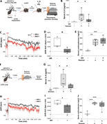 IL-1β–responsive BNST neurons are necessary for stress-induced inflammatory responses. (A) Schematic of ablating IL-1β–responsive BNST neurons bilaterally in TRAP2 mice and then exposure to restraint stress. (B) Serum IL-6 levels in TRAP2 mice: naive group without restraint stress, after 4-h restraint stress in the control dtA (−) and IL-1β–responsive BNST neuron-ablated dtA (+) mice. Data are represented as individual mouse data points from two independent experiments. One-way ANOVA with Tukey’s multiple comparison test. (C) ΔHR under restraint stress in IL-1β–responsive neuron-ablated group (red) and control group (black) (control, n = 5 mice; dtA, n = 5 mice, mixed-effects analysis with Šidák correction). (D) AUC of ΔHR under restraint stress conditions in the IL-1β–responsive BNST neuron-ablated group and control group. Data are represented as individual mouse data points pooled from two independent experiments. Unpaired t test. (E) Serum corticosterone levels after 4-h restraint stress. Data are represented as individual mouse data points pooled from two independent experiments. One-way ANOVA with Tukey’s multiple comparison test. (F) Schematic of ablating CRH+ BNST neurons bilaterally in crh-cre mice and then exposure to retrain stress. (G) Serum IL-6 levels at 4 h after restraint stress in crh-cre mice: naive group without restraint stress, control dtA (−), and CRH+ BNST neuron-ablated dtA (+) mice. Data are represented as individual mouse data points pooled from two independent experiments. One-way ANOVA with Tukey’s multiple comparison test. (H) ΔHR under restraint stress in control (black) and CRH+ neuron-ablated group (red) (control, n = 6 mice; dtA, n = 5 mice, P = 0.078, mixed-effects analysis with Šidák correction). (I) AUC of ΔHR under restraint stress. Data are represented as individual mouse data points pooled from two independent experiments. Unpaired t test. (J) Serum corticosterone levels at 4-h postrestraint stress in control, CRH+ BNST neuron-ablated group, and control group without restraint stress. Data are represented as individual mouse data points pooled from two independent experiments. One-way ANOVA with Tukey’s multiple comparison test. *P < 0.05, **P < 0.01, and ***P < 0.001.