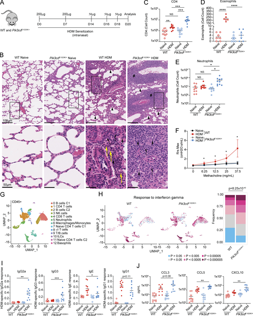 Activated PI3Kδ reshapes the HDM-induced immune response. (A–J) WT and Pik3cdE1020K/+ animals were sensitized intranasally with HDM extracts (200 μg on days 0 and 7; 50 μg on days 14, 16, and 18) and lungs examined on day 20. (A) Experimental outline. (B) H&E staining of paraffin-embedded lung sections. Top panel: Arrowheads indicate thickening of the alveolar septa; pound signs indicate iBALT. Bottom panel: Short arrows show lymphocytes, long arrows show macrophages, and yellow arrows show eosinophils. (C) CD4 T cell counts (liveCD45+TCRβ+CD4+CD8−) measured by flow cytometry. (D) Eosinophil numbers quantified from H&E-stained lung sections. (E) Neutrophil counts (liveLineage−CD11b+Ly6G+) from lungs of the indicated animals. (F) Airway resistance (Rrs) was measured with a flexiVent instrument as cmH2O.s/ml using the indicated concentrations of methacholine. Data in E are representative of two independent experiments with n = 3–4 for each group per experiment. (G) UMAP showing clusters of lung CD45+ immune cells analyzed by scRNAseq from naïve WT, naïve Pik3cdE1020K/+, HDM-treated WT, and HDM-treated Pik3cdE1020K/+ animals. Each cluster was assigned a cell type using SingleR and supervised analysis of gene expression specific to each cluster (Table S1). Cells from three mice were analyzed per genotype and condition. (H) Individual lung CD45+ immune cells identified by scRNAseq analyzed for enrichment of response to IFNγ gene set. Left: UMAP visualization of enrichment P values in lung CD45+ immune cells from the indicated mice; P values described in color scale below. Right: Frequencies of cells with indicated magnitudes of enrichment P values. Statistical comparison of all CD45+ cells from WT and Pik3cdE1020K/+ HDM-treated groups was performed (chi-squared test), comparing frequencies of cells with P < 0.0005. (I) HDM-specific IgG2a, IgG3, IgE, and IgG1 from the indicated mice. (J) CCL3, CCL5, and CXCL10 (pg/ml) measured from lung homogenates from the indicated mice by Luminex. Data in C–E, I, and J are from n = 6–10 mice for each group, pooled from two independent experiments. Data in B are representative of two independent experiments. Unless otherwise indicated, statistical comparisons were made using unpaired t tests. *P < 0.05, **P < 0.01, ***P < 0.001, ****P < 0.0001. Refer to the image caption for details.