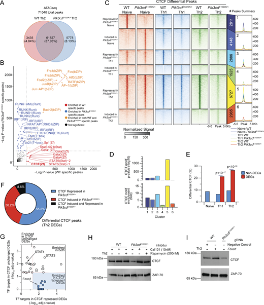 Pik3cdE1020Kreshapes the epigenetic landscape of CD4+T cells. (A and B) Naïve CD4 T cells from WT and Pik3cdE1020K/+ mice were polarized under Th2 conditions and evaluated by ATACseq (n = 3). A total of 71,040 peaks were detected. (A) Venn diagram of WT-specific, Pik3cdE1020K/+-specific, and common peaks. (B) WT and Pik3cdE1020K/+-specific peaks examined by motif enrichment analysis. Enrichment P values were plotted for both groups. Red: motifs specifically enriched in WT peaks; blue: motifs specifically enriched in Pik3cdE1020K/+ peaks; orange: motifs enriched in both groups. (C) Peak heatmap of CTCF CUT&Tag peaks from WT and Pik3cdE1020K/+ naïve, Th1, and Th2 cells organized into six clusters (1–6) specific to each indicated population, as described. (D) CTCF motif enrichment P value (top) and fold enrichment (bottom) in clusters 1–6. (E) DEGs (WT vs Pik3cdE1020K/+) and non-DEGs from bulk RNAseq data (Fig. 3 C) were compared in the indicated populations for percentages of genes showing differential CTCF peaks (WT versus Pik3cdE1020K/+). (F) Frequencies of CTCF peaks repressed, induced, or both induced and repressed in Pik3cdE1020K/+ Th2 cells (versus WT Th2) near DEGs (WT Th2 versus Pik3cdE1020K/+ Th2). (G) Th2 DEGs (WT Th2 versus Pik3cdE1020K/+ Th2) were organized into two categories: DEGs showing no change in CTCF (WT versus Pik3cdE1020K/+) and DEGs showing repressed CTCF peaks in Pik3cdE1020K/+ relative to WT. Pathway enrichment analysis (Enrichr; Xie et al., 2021) of TFTs (ChEA; Lachmann et al., 2010) was performed using these two categories of DEGs. Adjusted P values (−log10) of the top 25 enriched TF signatures in each category plotted against each other. (H) Western blot evaluating CTCF and Zap70 in lysates from WT and Pik3cdE1020K/+ Th2-polarized cells, cultured in the presence or absence of Cal101 (10 nM) or rapamycin (200 nM). Data are representative of three independent experiments (n = 3), quantified in Fig. S4 C. (I) Western blot evaluating CTCF and Zap70 in lysates from Th2-polarized NC and Foxo1 gRNA-Cas9–nucleofected WT CD4 T cells, compared with Pik3cdE1020K/+ cells. Data are representative of three independent experiments (n = 3), Fig. S4 D. NC, negative control. Source data are available for this figure: SourceData F6. Refer to the image caption for details.