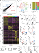 Aberrant Th1 responses at the expense of Th2 immunity in Pik3cdE1020K/+lungs following HDM sensitization. (A) Scatter plot comparing gene expression in CD4 T cells from WT and Pik3cdE1020K/+ HDM-treated mice (cluster 1 from Fig. 1 G). DEGs upregulated in WT CD4 T cells in red, and genes upregulated in Pik3cdE1020K/+ CD4 T cells in blue. (B) CD4+ T cells from scRNAseq of total CD45+ lung immune cells (cluster 1 from Fig. 1 G) were re-clustered to identify five unique clusters (0–4) of CD4+ T cells. Left: UMAP showing distribution of clusters 0–4; identities of each cluster were assigned based on cluster-specific gene expression. Right: Proportion of cells from each cluster in indicated mice. (C) Seurat heatmap showing expression of cluster-defining genes for indicated populations. (A–C) Cells from three mice were analyzed per genotype and condition. (D) Representative flow cytometry plots of intracellular IFNγ and IL-5 expression in lung CD4+ T cells (liveCD45+TCRβ+CD4+CD8−) from indicated mice. (E–H) Frequencies of lung CD4+ T cells expressing (E) IL-5; (F) IL-4; (G) IFNγ; and (H) IL-2 from indicated groups. (D–H)n = 9–10 for each group, pooled from two independent experiments. (I–L) TCRα-deficient recipient mice were injected with 1 × 106 WT or Pik3cdE1020K/+ naïve CD4 T cells 14 days prior to HDM sensitization. HDM was administered intranasally as indicated. n = 9–10 for each group, pooled from two independent experiments. (I) Experimental design. (J) Cell counts of lung CD4 T cells (liveCD45+TCRβ+CD4+CD8−) from the indicated groups. (K) Frequencies of IFNγ+ (left) and IL-4/5/13+ (right) lung CD4 T cells from the indicated groups. Frequencies of IL-4/5/13+ cells were calculated using Boolean (or) gating. (L) Cell counts of eosinophils (liveCD45+CD3−NK1.1−CD19−CD11b+Ly6G−SiglecF+) from lungs of the indicated mice. Statistical comparisons were made using unpaired t tests. *P < 0.05, **P < 0.01, ***P < 0.001.