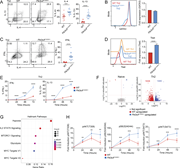 Hyperactivated PI3Kδ disrupts Th2 lineage restriction. (A–E) Naïve CD4 T cells were activated with αCD3 + αCD28 in the presence of WT T-depleted APCs under Th2-polarizing conditions (IL-4 + αIL-12) for 72 h. (A) Left: Representative flow cytometry plots showing IL-4 and IL-13 staining in Th2-polarized live CD4+ cells. Right: Percentages of IL-4+ and IL-13+ cells from the indicated mice. n = 15 for each group, from 15 independent experiments. (B) Left: Representative flow cytometry histograms showing GATA3 expression in Th2-polarized live CD4+ cells from the indicated mice. Right: Fold GATA3 expression (MFI normalized to WT) in Th2-polarized live CD4+ cells from the indicated mice. n = 14 for each group, from 14 independent experiments. (C) Left: Representative flow cytometry plots showing IFNγ and IL-4 staining in Th2-polarized live CD4+ cells. Right: Percentages of IFNγ+ cells. (D) Left: Representative flow cytometry histograms showing Tbet expression in Th2 and WT control Th1-polarized live CD4+ cells. Right: Fold Tbet expression (MFI normalized to WT) in Th2-polarized live CD4+ cells from the indicated mice. (C and D)n = 14 for each group, from 14 independent experiments. (E) Percentages of IFNγ+ (left) and IL-13+ (right) cells over a time course of Th2 differentiation (0, 24, 48, and 72 h). n = 10 for each group, from 10 independent experiments. (F) Bulk RNAseq of WT and Pik3cdE1020K/+ naïve CD4 T cells and in vitro polarized Th2 cells. n = 3 biological replicates for each group. Volcano plots showing DEGs in red (WT upregulated) and blue (Pik3cdE1020K/+ upregulated); DEGs defined using fold change >1.5, P < 0.05. (G) Enrichment of hallmark pathways among DEGs comparing WT and Pik3cdE1020K/+ Th2 cells. (H) Time course of fold induction of pAKT(T308), pS6(S240/44), and pAKT(S473) in WT and Pik3cdE1020K/+ live CD4+ cells during Th2 differentiation (0, 24, 48, and 72 h), measured by flow cytometry. Fold induction calculated using MFIs of the indicated readouts normalized to the 0 time point of the corresponding genotype. n = 5–9 for each group, from five to nine independent experiments. Statistical comparisons were made using ratio paired t tests. **P < 0.01, ***P < 0.001, ****P < 0.0001.