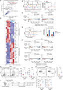 Inactivation of Foxo1 in Pik3cdE1020K/+CD4+T cells impairs Th2 lineage restriction. (A) Pathway enrichment of TF perturbations followed by expression gene sets performed using Enrichr (Xie et al., 2021): significantly enriched gene sets colored in blue. Genes upregulated in HDM-treated Pik3cdE1020K/+ CD4 T cells relative to WT counterparts (Fig. 2 A) were used as input for pathway enrichment. (B) Time course (0, 24, 48, 72 h) of pFoxo1(S256) in Th2-polarized live CD4+ cells from indicated mice. Left: Representative flow cytometry plots. Right: Fold induction of pFoxo1(S256) over time. Fold induction was calculated by normalizing pFoxo1(S256) MFIs to the 0 time point of the corresponding genotype. n = 8 for each group, from eight independent experiments. (C) GSEA comparing Th2-polarized WT and Pik3cdE1020K/+ transcriptomes for the expression of Foxo1-activated (left) and Foxo1-repressed (right) gene sets. (D) Gene expression heatmap (row z-score) showing normalized RPKM values of leading edge genes from Foxo1-activated and Foxo1-repressed GSEA described in Fig. 4 C. (E) Naïve CD4+ T cells from the indicated mice were Th2-polarized in the presence or absence of αIL-2 blocking antibody. Left: Representative flow cytometry plots showing pFoxo1(S256). Right: Fold induction of pFoxo1(S256). Fold induction was calculated by normalizing pFoxo1(S256) MFIs to WT control cells. n = 10 for each group, from 10 independent experiments. (F) GSEA comparing control and αIL-2–treated Th2-polarized CD4 T cell transcriptomes for the expression of Foxo1-activated (top) and Foxo1-repressed (bottom) gene sets in the indicated groups. (G and H) Naïve CD4 T cells were nucleofected with gRNA-Cas9 complexes containing NC or Foxo1-targeting gRNAs and differentiated under Th2 conditions. n = 9 for each group, from nine independent experiments. (G) Left: Representative flow cytometry plots showing IFNγ and IL-4 expression in live CD4+ T cells. Right: Percentages of IFNγ+ and IL-4+ cells in Th2-polarized cells. (H) Left: Representative flow cytometry plots showing IL-2 and CD4 expression in live CD4+ T cells. Right: Percentages of IL-2+ cells in Th2-polarized cells from the indicated groups. (I and J) TCRα-deficient recipient mice were injected with 1 × 106 NC or Foxo1 gRNA-Cas9–nucleofected naïve CD4 T cells 14 days prior to HDM sensitization. n = 6–9 for each group, pooled from two independent experiments. (I) Experimental design. (J) Frequencies of IFNγ+ (left) and IL-2+ (right) lung CD4 T cells. Statistical comparisons used ratio paired t tests (B and E–G) or unpaired t tests (I). **P < 0.01, ***P < 0.001, ****P < 0.0001. NC, negative control.